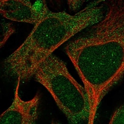 SPIN4 Antibody, Novus Biologicals:Antibodies:Primary Antibodies